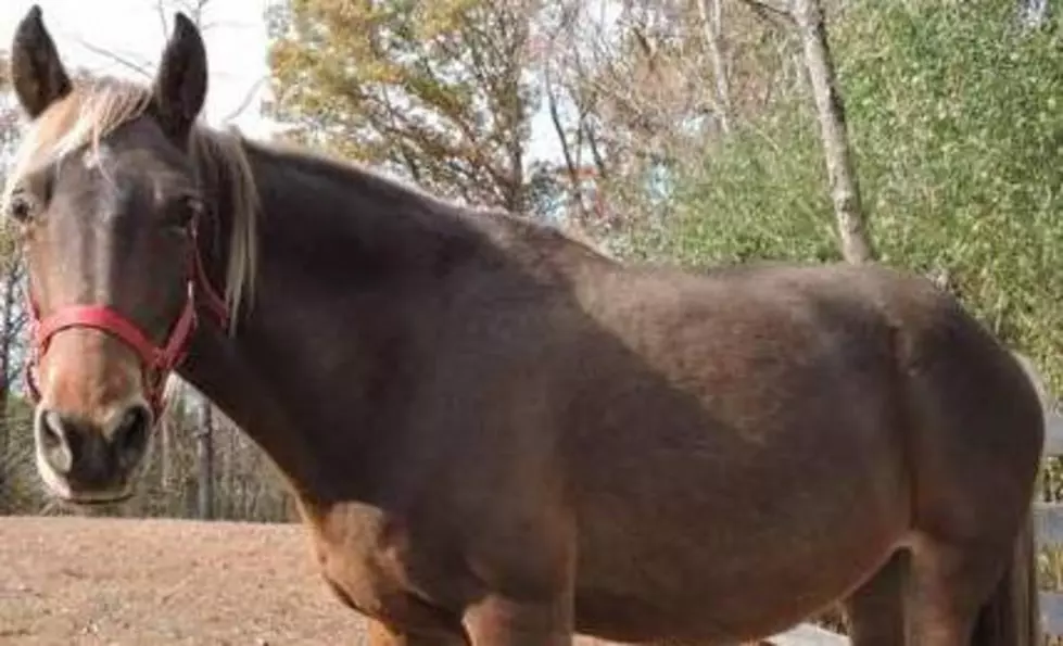 Horse Reported Missing in the Whitesville Area [Photo]