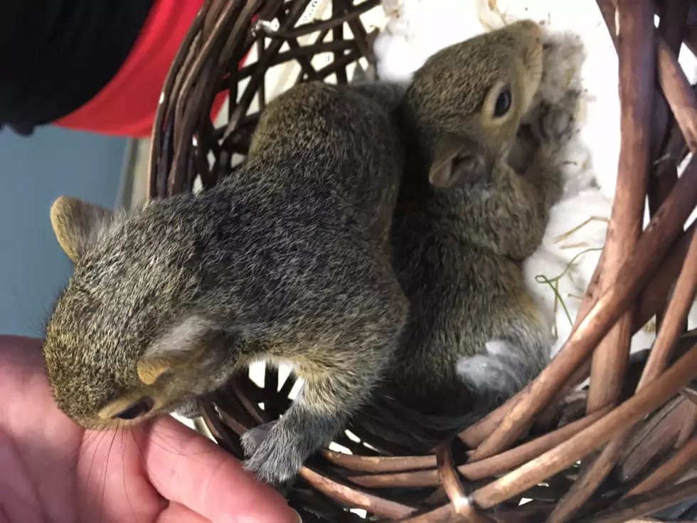 WBKR Found Orphans Squirrels – Seeking Wildlife Expert!