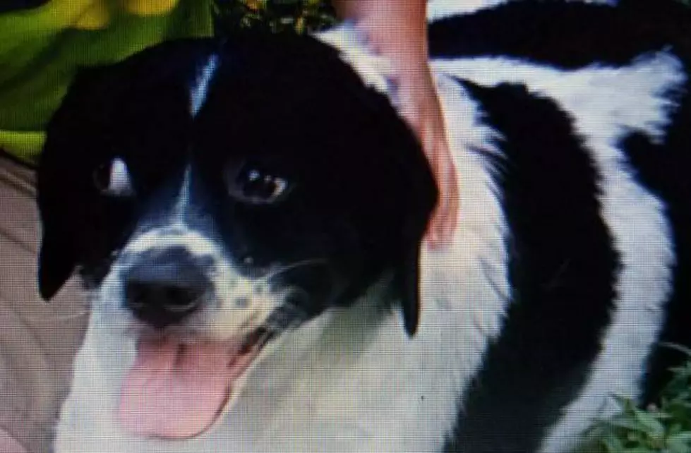 UPDATE: Norton the Dog Has Been Found [Photo]