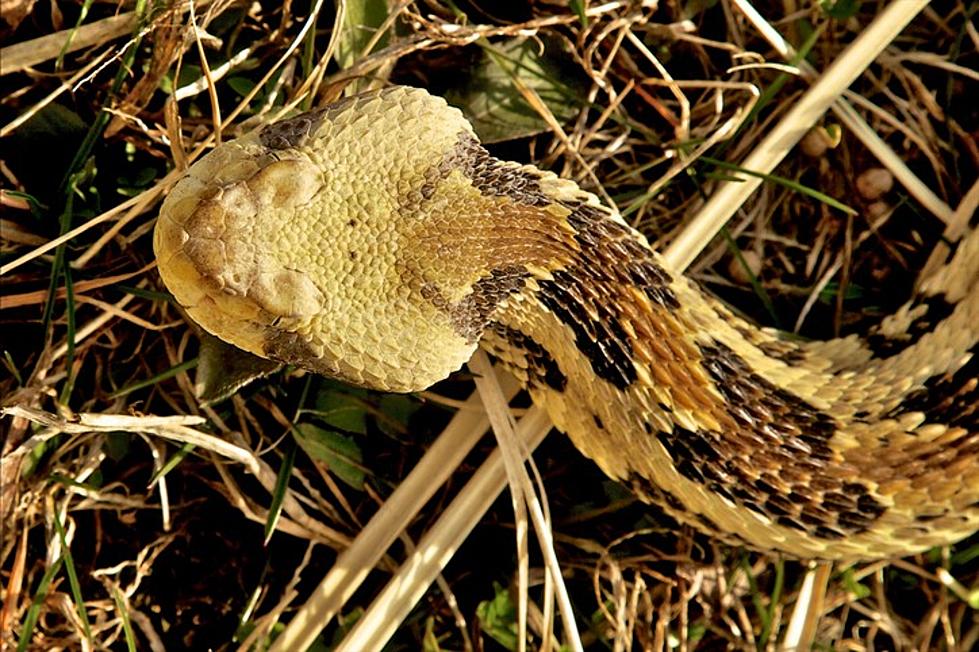 Rattlesnake Found In Daviess County (PHOTO)