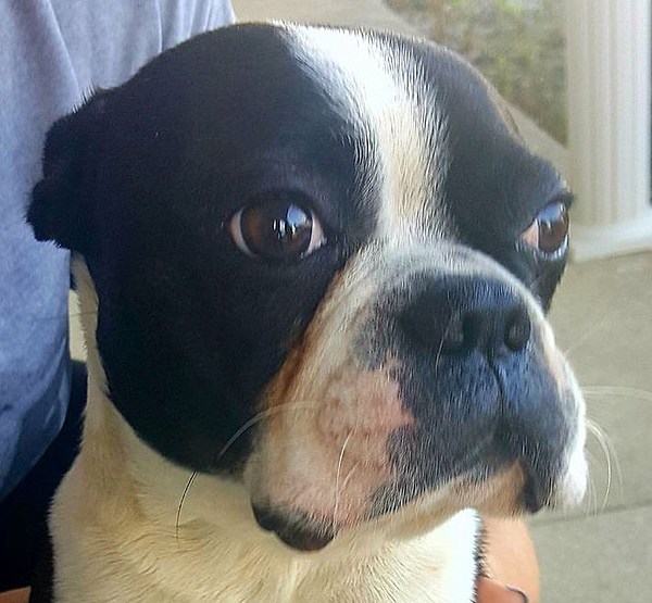 Lost Boston Terrier Found In Whitesville Area
