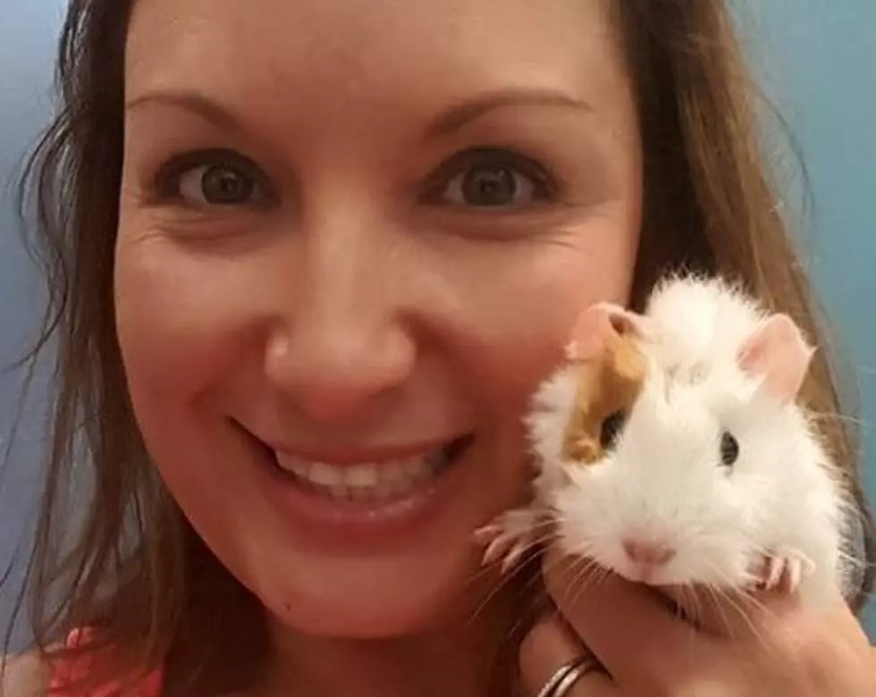 Have You All Ever Heard The Noises Guinea Pigs Make? (VIDEO)