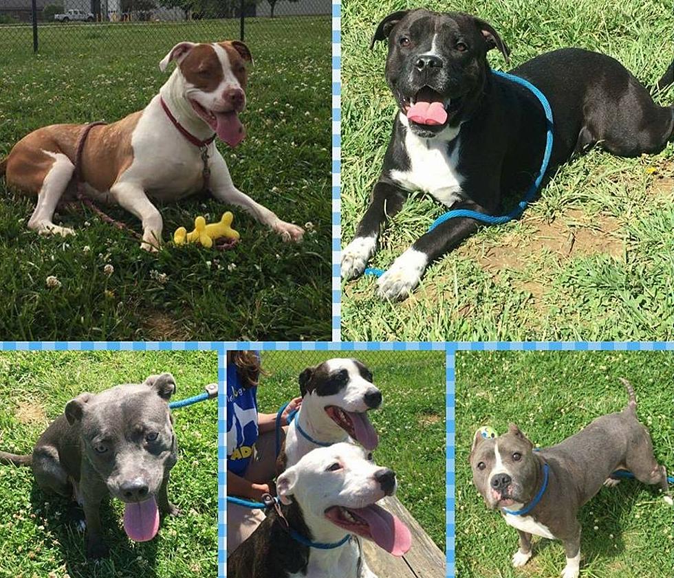 Daviess County Animal Shelter URGENT Adoptable Dogs (PHOTOS)