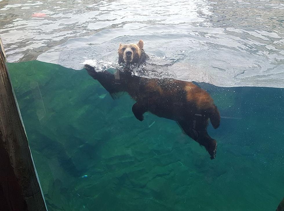 Meet Qannik:  The Polar Bear @ The Louisville Zoo