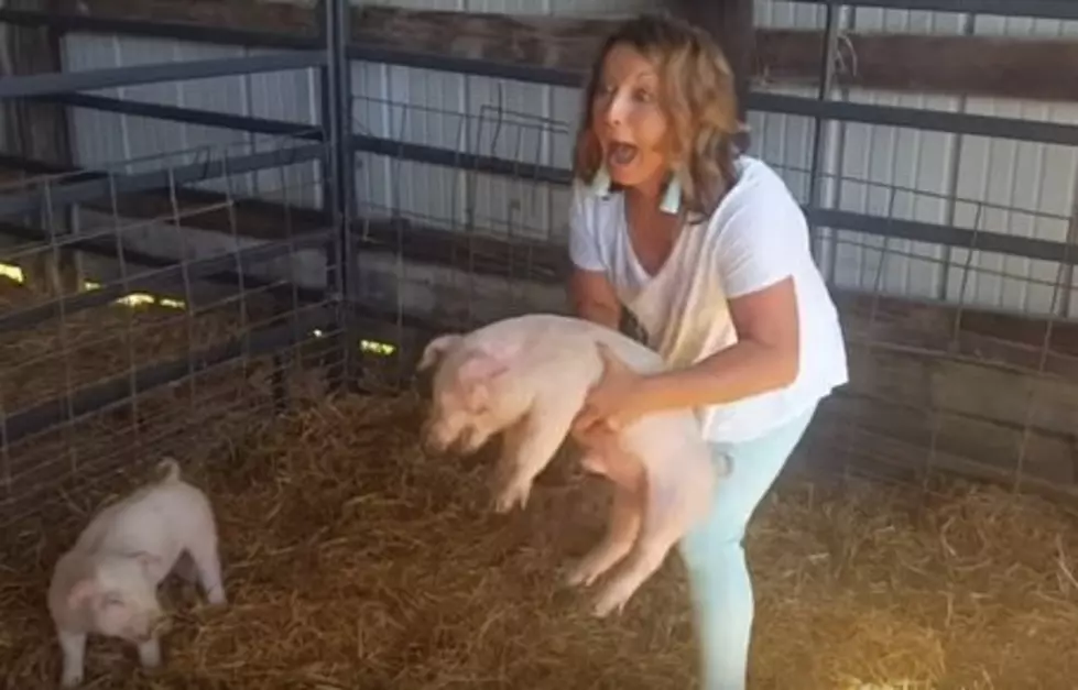 What Happens When You Pick Up A Pig (Video)