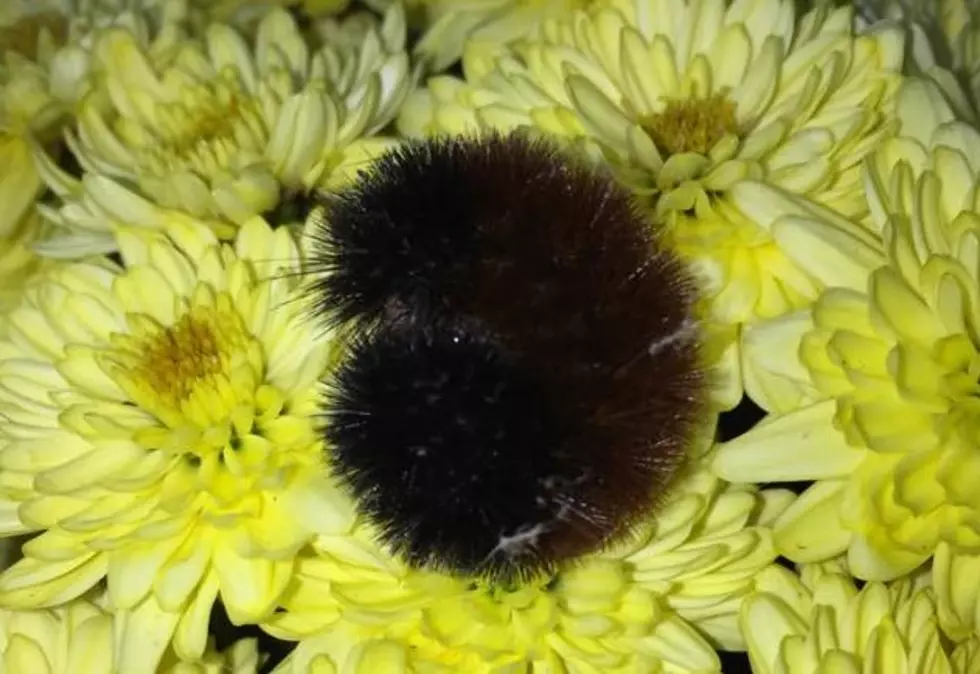 The Woolly Worms Are Dark This Year.  What Does That Mean For Winter?