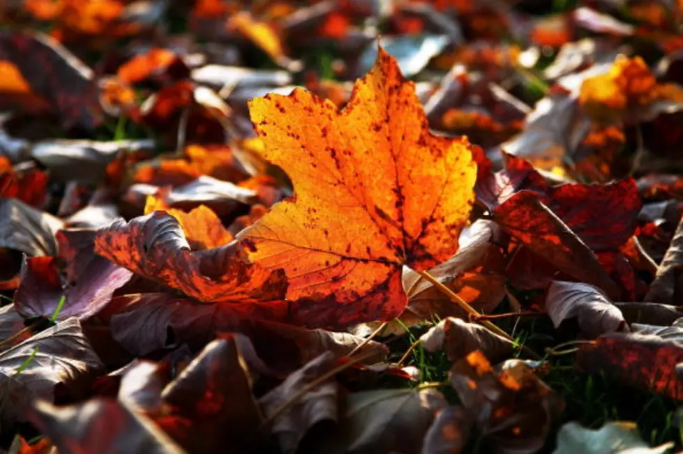 The City of Owensboro Begins Leaf Collection on October 24th