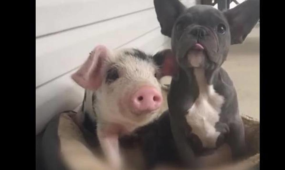 This Piglet and Puppy are Best Friends [Video]
