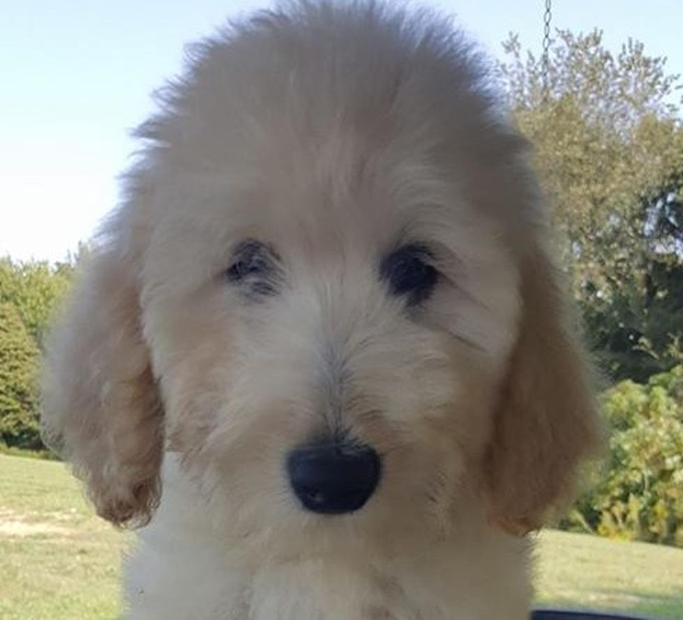 Meet Angel’s New GoldenDoodle Puppy Layla Rose Welsh [VIDEO]