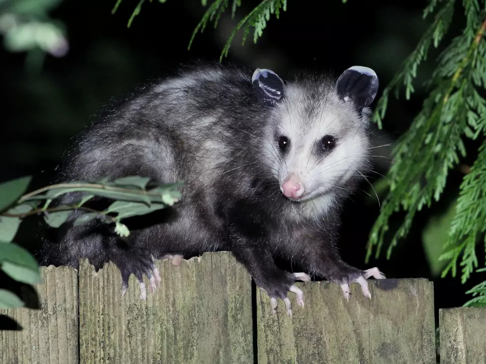 Opossum Breaks Into Liquor Store and Gets Sauced