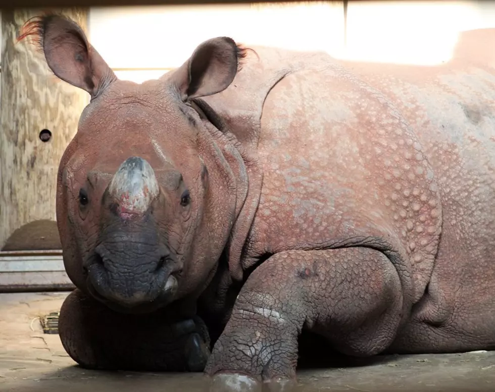 Have You Been To See Rupert The New Rhino At Mesker Zoo? (Photo)
