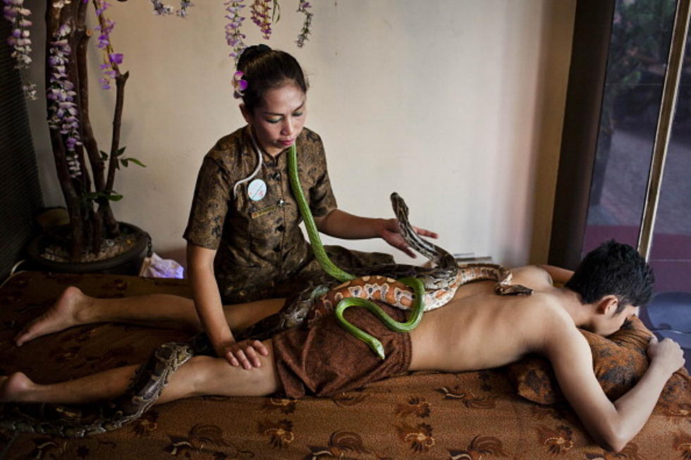 Would You Get a Snake Massage? [Video]