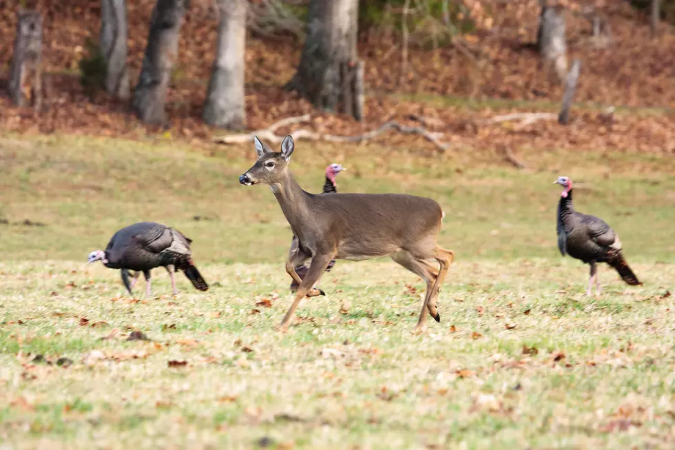 Deer Hunting Changes Reminders for Kentucky