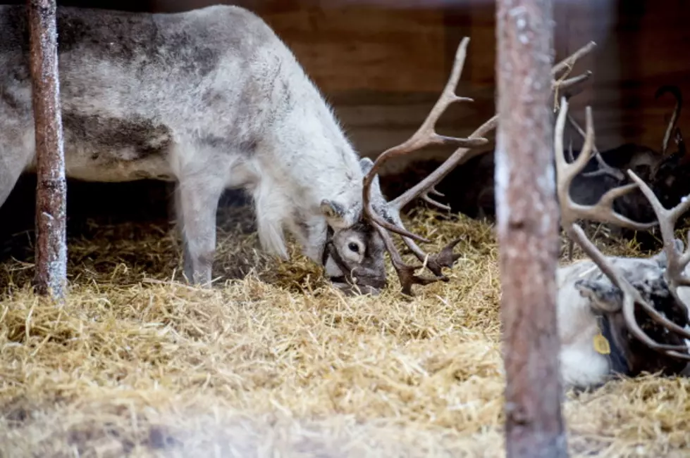 Meet Santa's Live Reindeer in Santa Claus