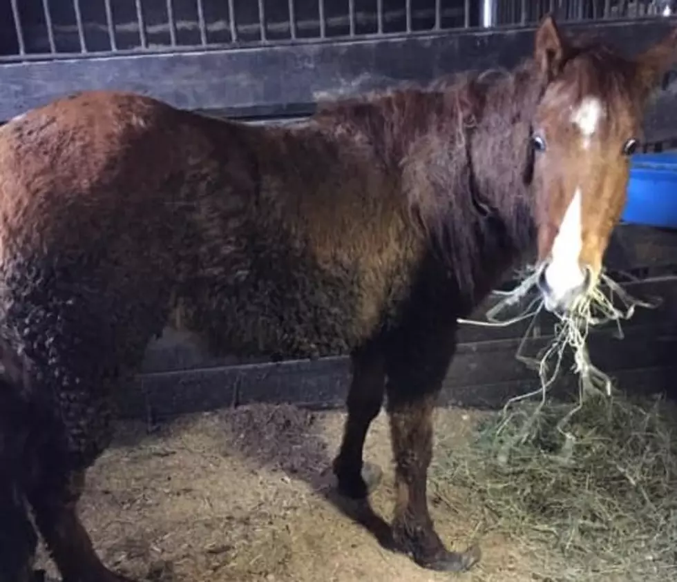 Tristate Rescue Taking Horses From Puppy Mill (PHOTOS)