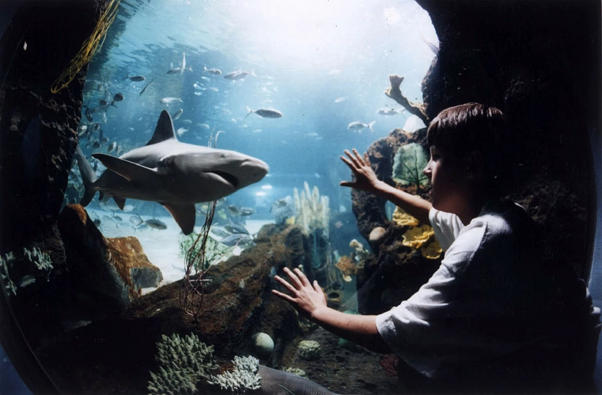 Newport Aquarium Offering Free Admission for Kids - Newport Aquarium