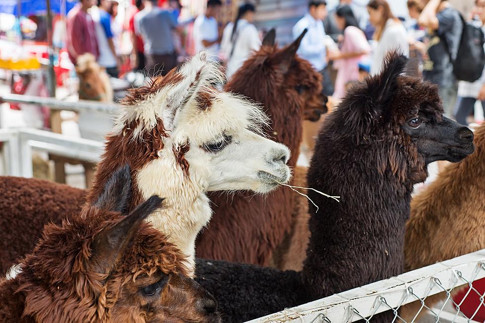 What ‘Large Animal’ Could’ve Killed Six Llamas at a Louisville Farm?
