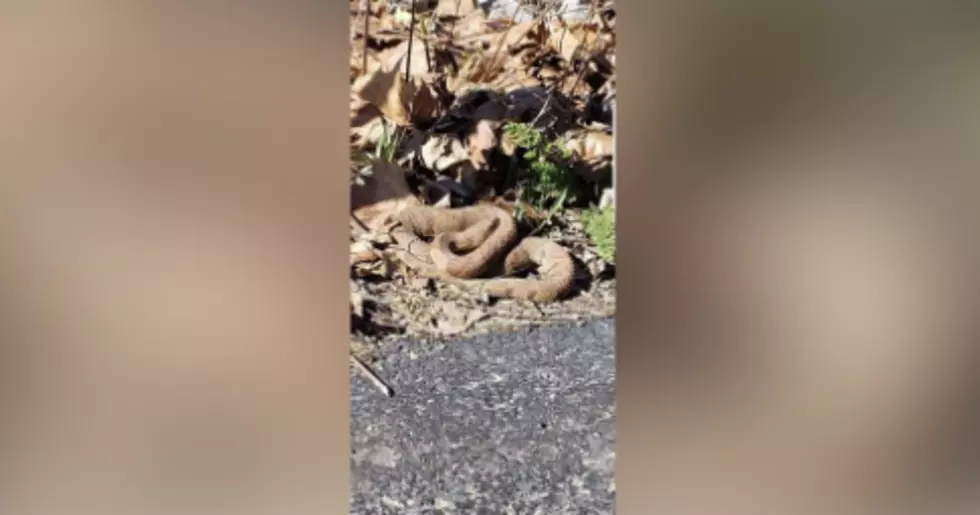 Suspicious Snake Spotted at Walking Trail out at The Heartlands
