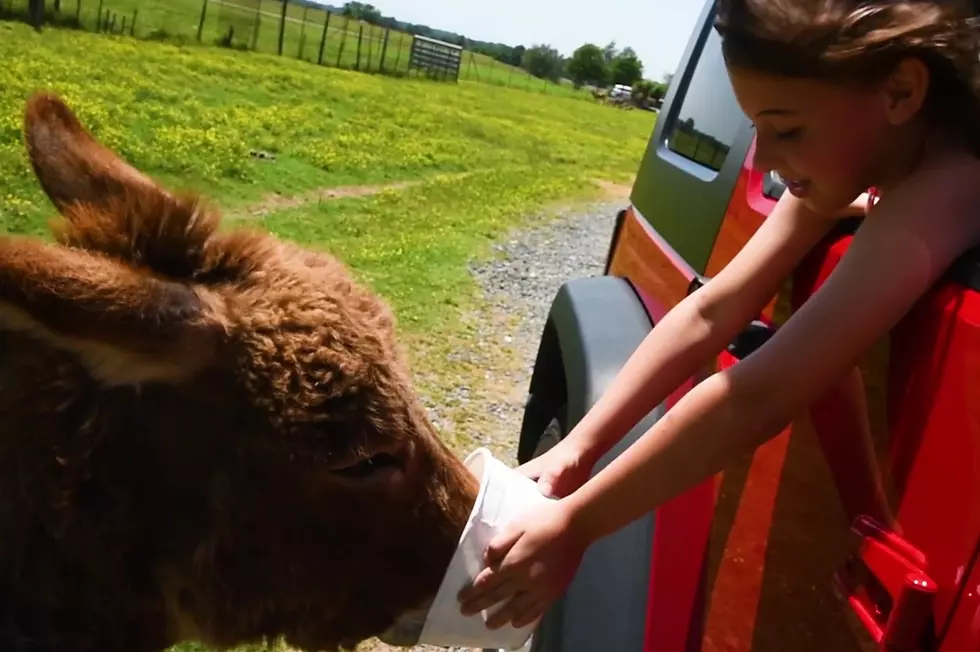 I Need to Go to This Drive-Through Zoo in Tennessee [VIDEO]