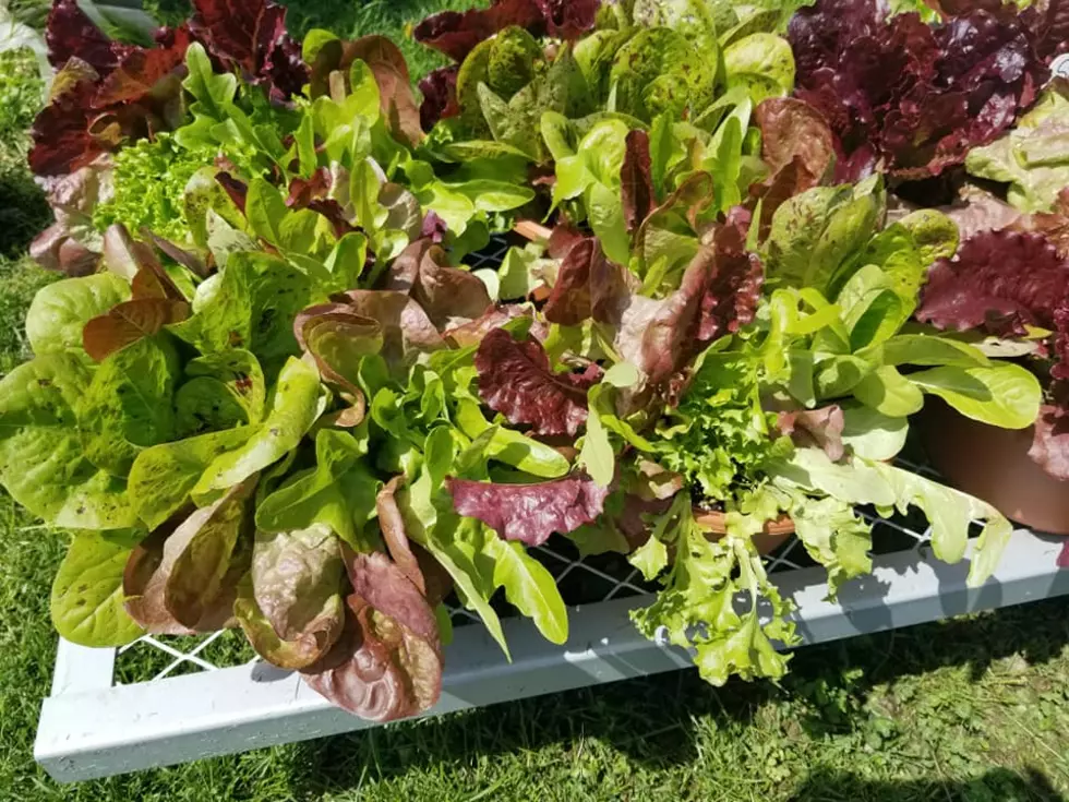 Did You Know You Can Grow Your Own Salad Bowl Plant? (PHOTOS)