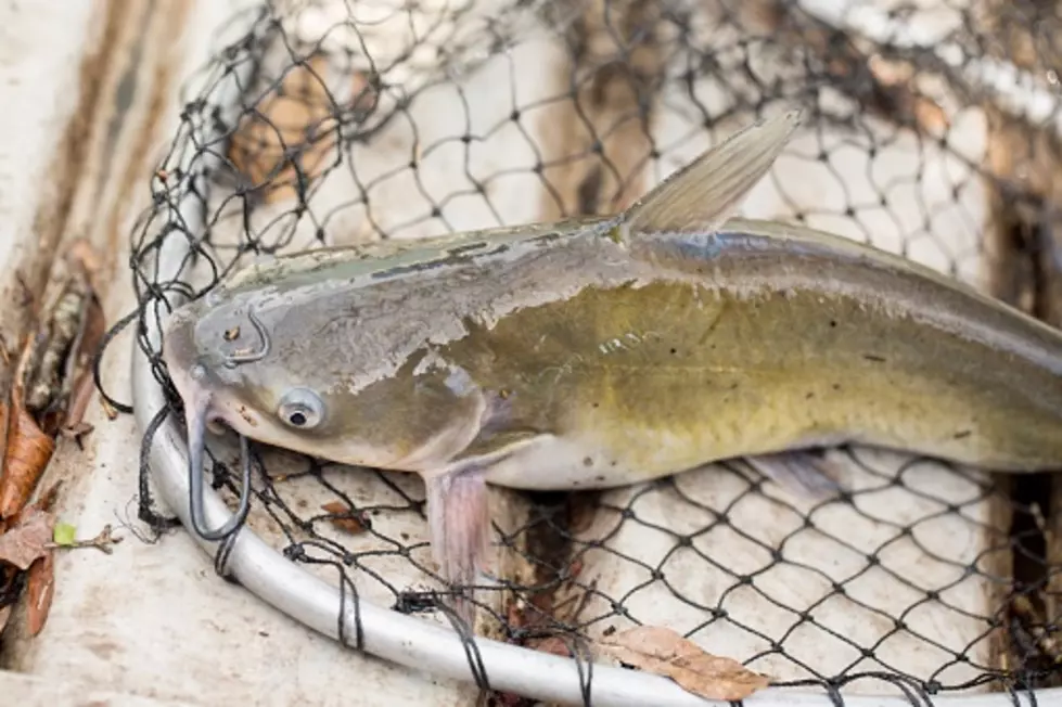 Daviess County Parks Stocking Catfish One More Time This Season