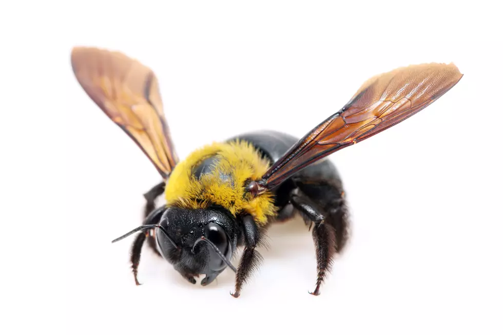 How To Get Rid of Wood Bees (VIDEO)