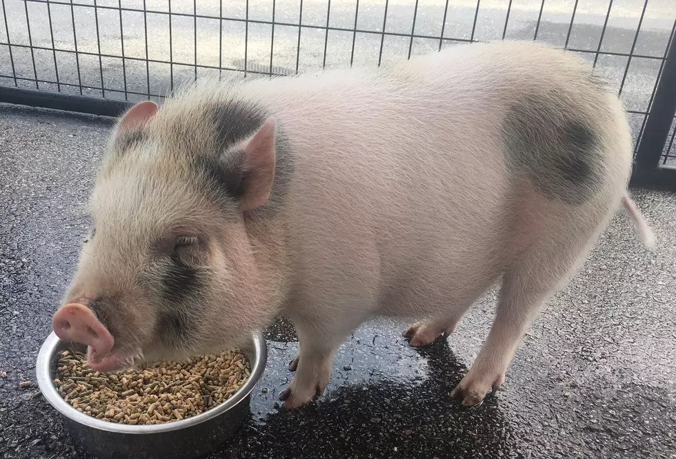 Potbelly Pig up for Adoption at Daviess County Animal Shelter