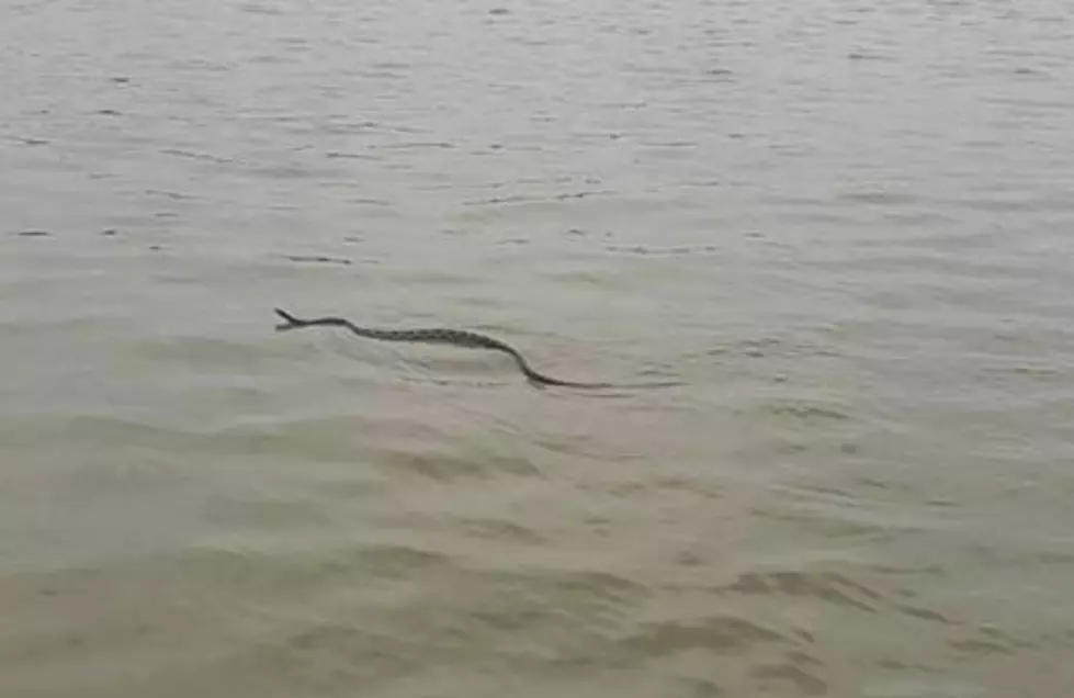 Large Snake Swimming in Ohio River Near Newburgh Dam [Video]