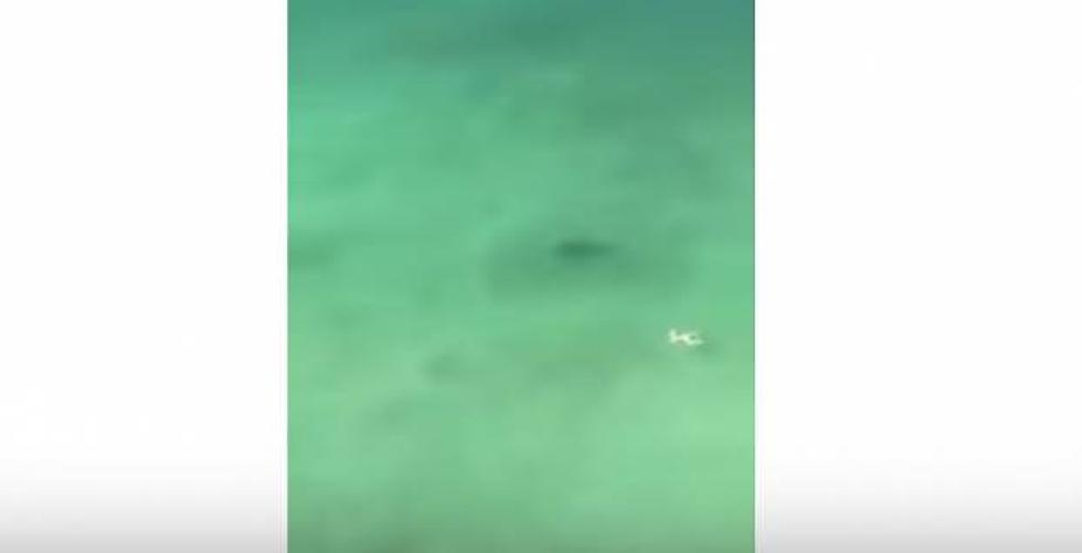 Shark Circles Swimmer in PCB [Video]