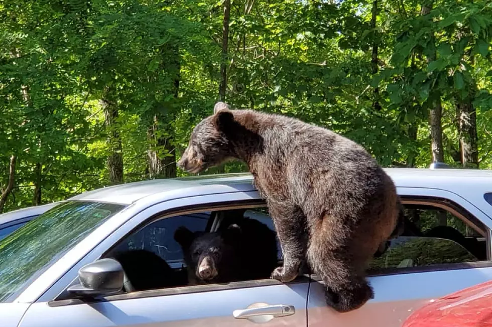Owensboro Man Has a Bear Encounter in the Smokies [PHOTOS,VIDEO]