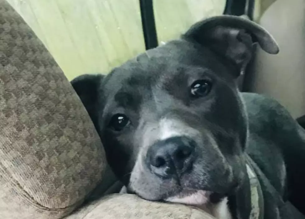 Lost 6-Month Old Puppy From Moreland Park Area in Owensboro [PHOTOS]