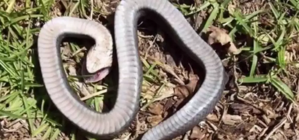 Have You Ever Seen a Zombie Snake Before? [Video]