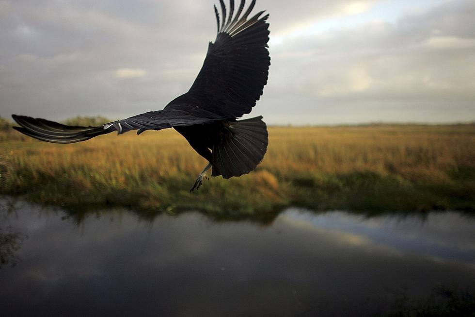 Black Vultures Becoming Danger to Animals in Kentucky