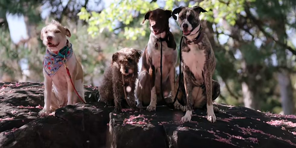 Netflix Seeking Fur Babies for Season 2 of &#8220;Dogs&#8221; [VIDEO]
