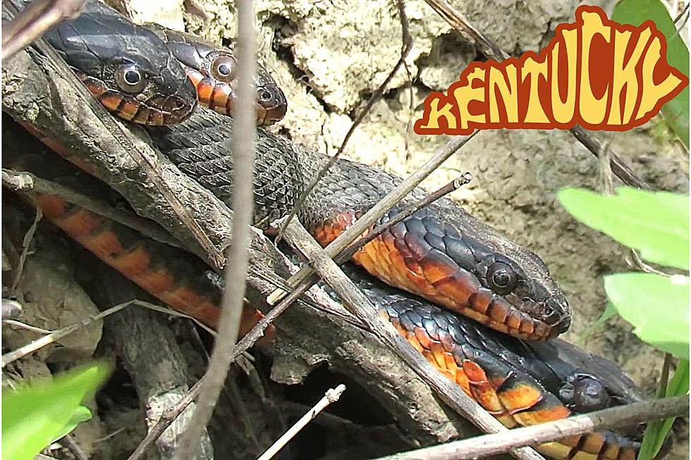 The Copperbelly Water Snake Is One KY Snake That's Off Limits