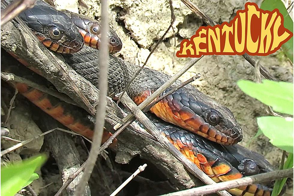 Snake catcher finds poisonous snake under trash bin - Good Morning America