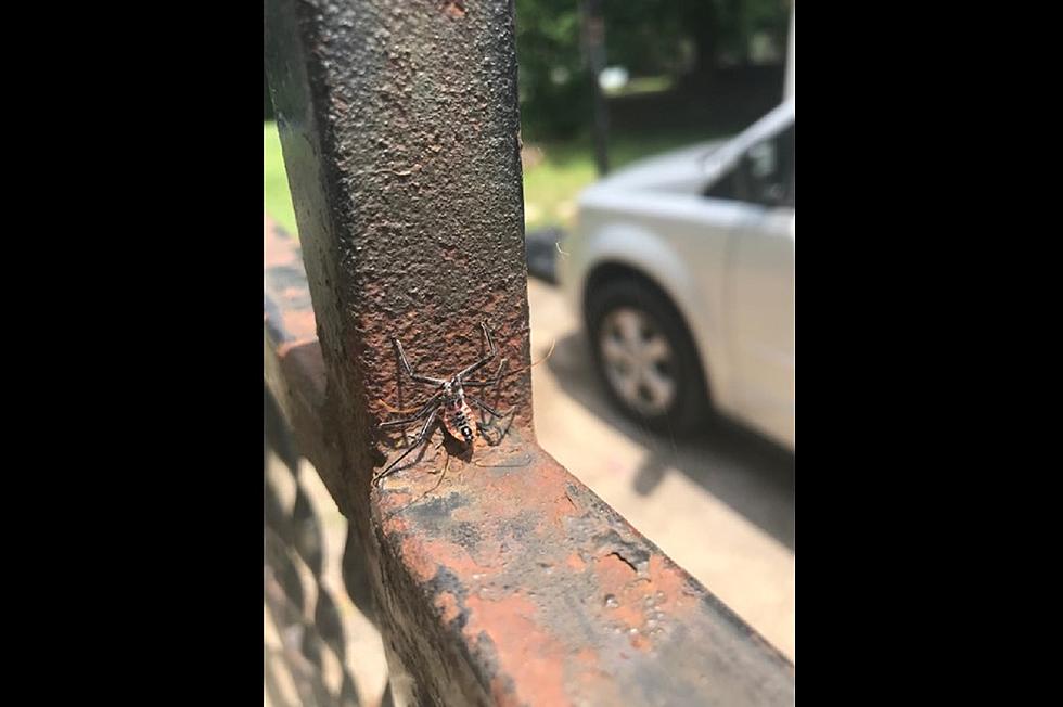 Kissing Bug or Harmless Seed Bug in Ohio County? [PHOTOS]