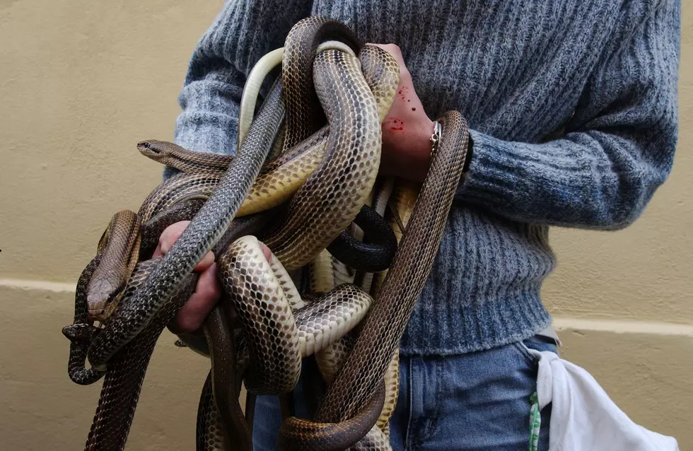Website Dispels Myth About "Value" of Black Snakes