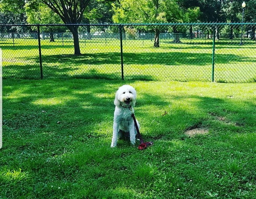 Owensboro Dog Park Coming Soon