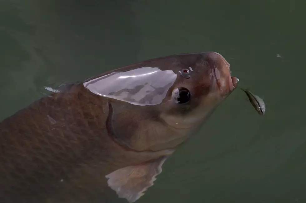 Kentucky Plans to &#8216;Shock&#8217; Invasive Asian Carp to the Surface