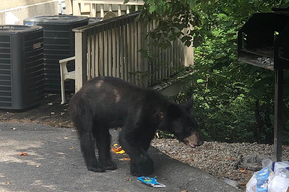 Bear Joins Whitesville’s Morris Family in Gatlinburg [PHOTOS, VIDEO]