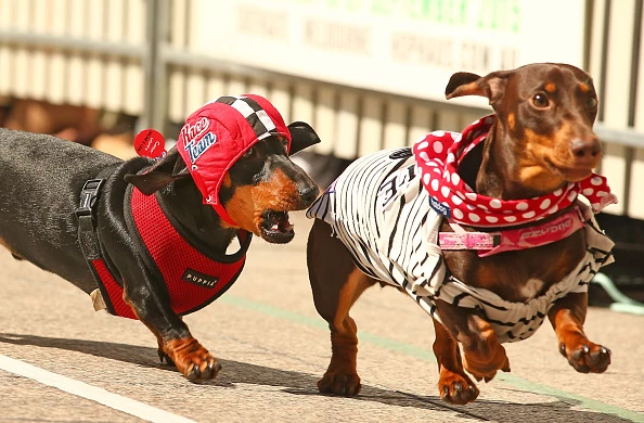dachshund derby