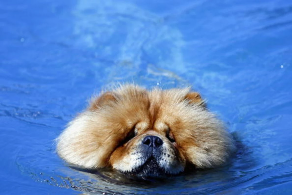 Морской пес. Чау-чау. Морская собака. Морской щенок.