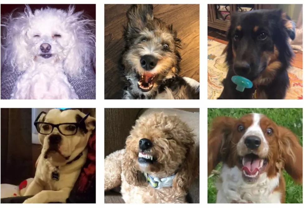 Tri-State Dog Owners Celebrate National Dog Day with Hilarious Pics (PICTURES)
