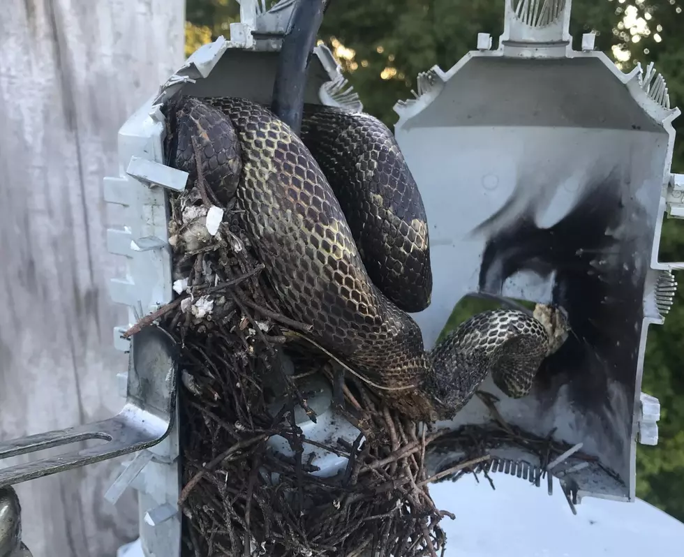 SNAKE GETS SNARLED CAUSING POWER OUTAGE IN MEADE COUNTY
