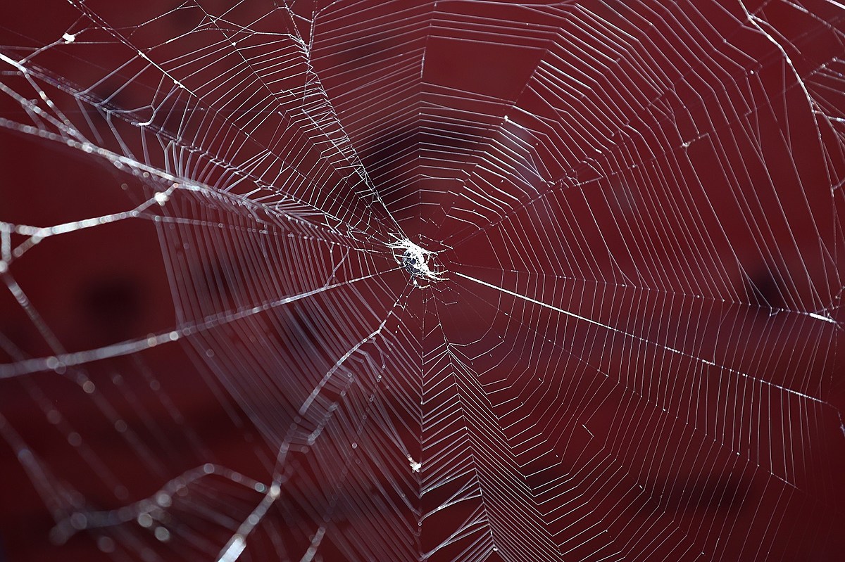 Spiders sing. Красный паук. Электро паутина. Покажи пауков. Spider simple.