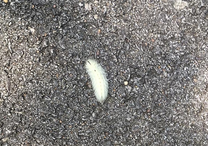 download white wooly worms