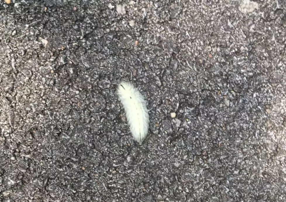White Wooly Worm Spotted in Muhlenberg County