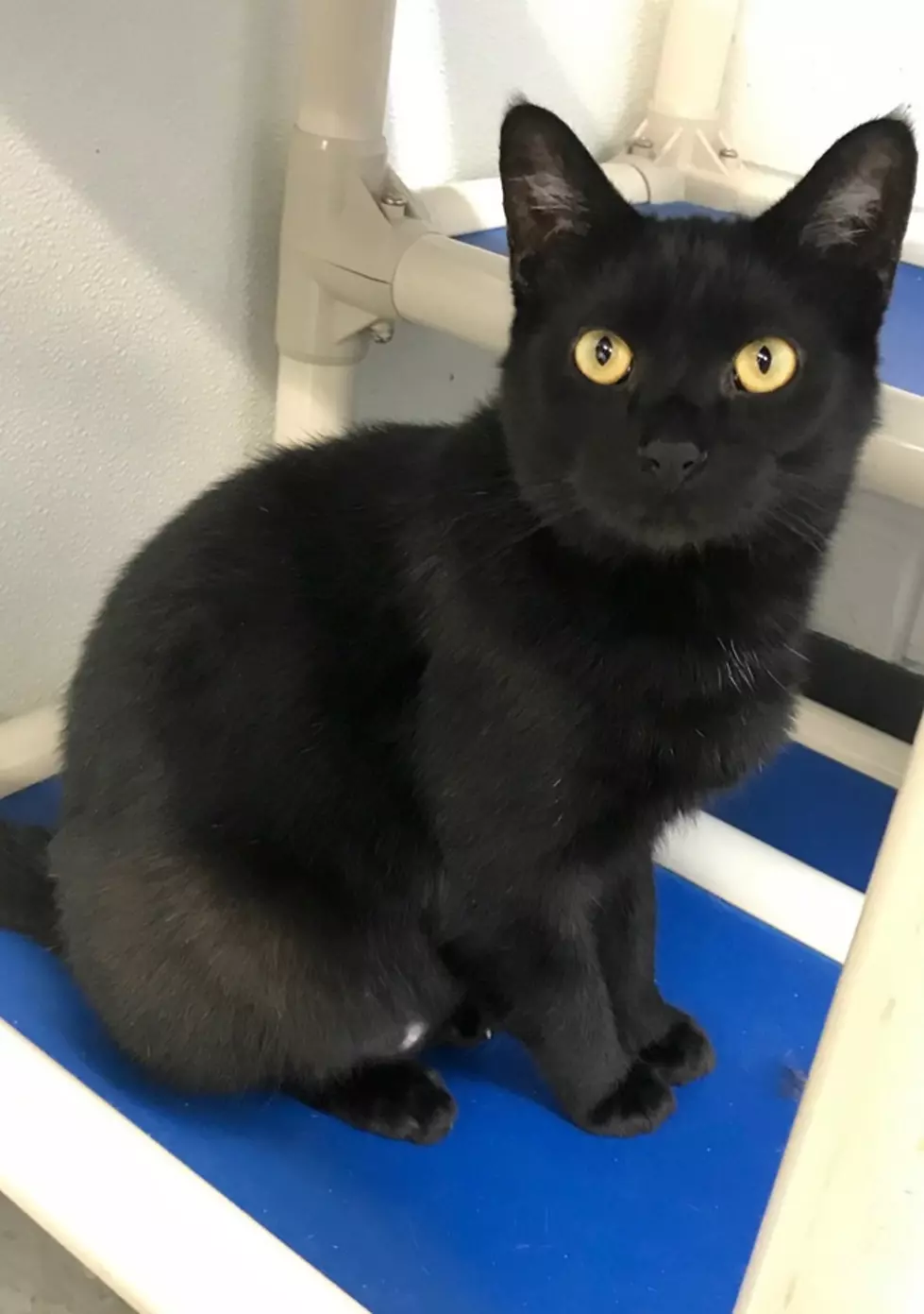 Daviess County Animal Shelter