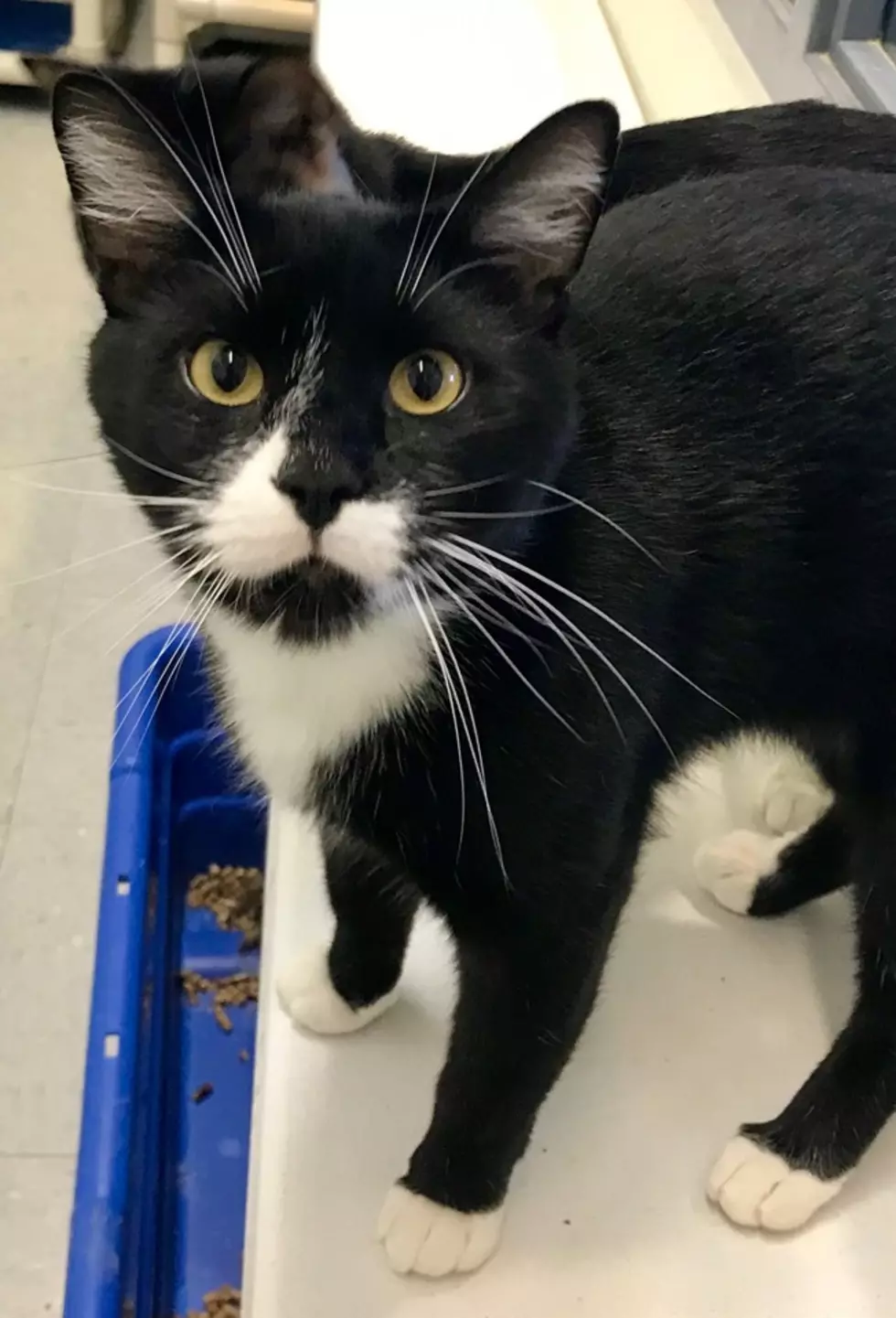 Daviess County Animal Shelter
